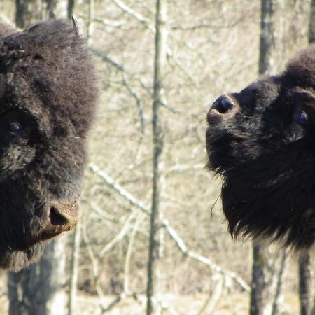 Вілла Parc Animalier Du Herisson Дусьє Екстер'єр фото