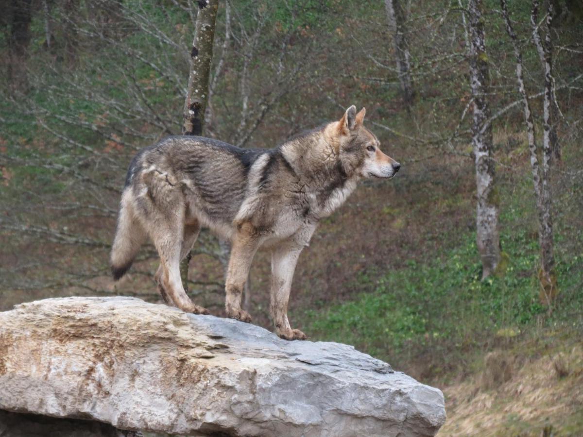 Вілла Parc Animalier Du Herisson Дусьє Екстер'єр фото
