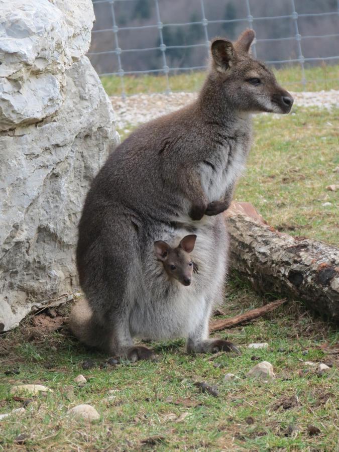 Вілла Parc Animalier Du Herisson Дусьє Екстер'єр фото